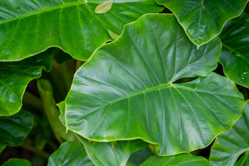 background of green leaves