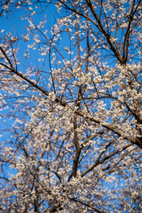 White blossom sakura flowers on a spring day in Japan., Beautiful flowering Japanese cherry - Sakura.