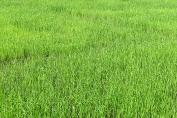 Rice seedlings in the Rice fields