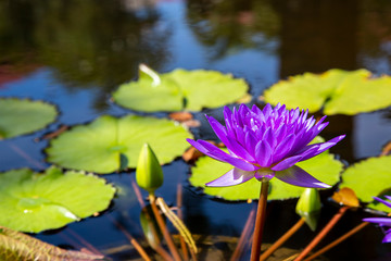 Lotus blossom blooming in pond