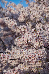 青空と桜（縦）