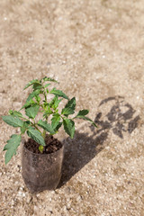 A tomato plant in a small pot