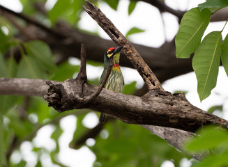 Close up Coppersmith Barbet Bird Perched on Branch Isolated on Background