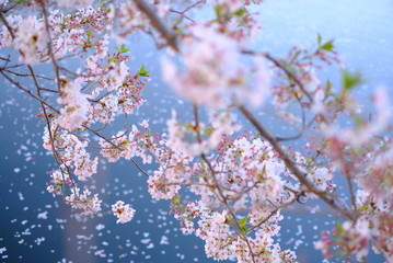 cherry blossom 日本の美しい桜 川 花びらの川 散り際 切ない 春 お花 青 レトロ