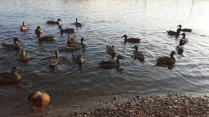 wild duck stay in the city