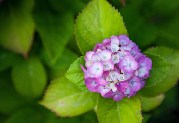 Hydrangea flower full bloom in garden.