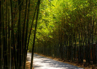 Path through from bamboo plant