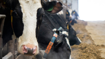 cows and calves on a livestock farm