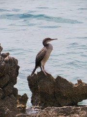 Bird on rock in the sea