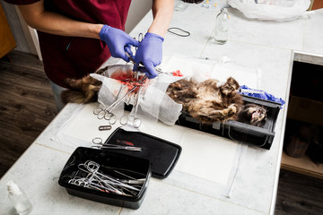 Sterilization of a cat. End of abdominal surgery in close-up, vet sews up the soft tissues of the abdomen.