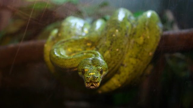 Green tree python on the tree, Chiangmai Thailand