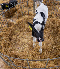 Calves on a livestock farm. Young calves in individual cells are quarantined.