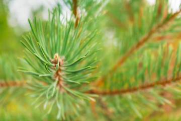 Close up blurred photo of pine needles.