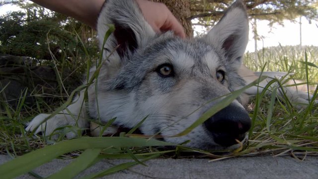 A grey wolf named Koa.
