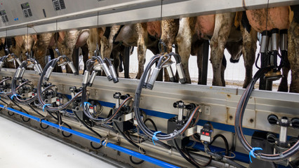 Automatic milking of cows on a cattle farm