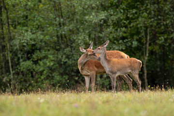 Naklejka na ściany i meble Red deer, Cervus elaphus, hind mother sniffing its fawn on a meadow in summer. Concept of love in animal family. Wild mammals in nature standing close to each other.