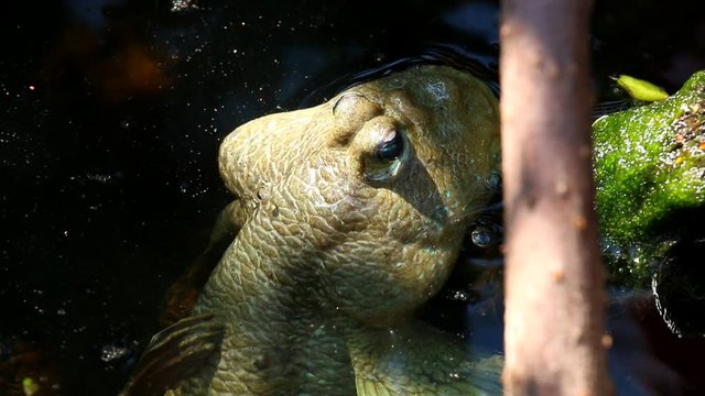 Mudskipper  laying in pond , Chiangmai Thailand