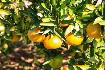 Branch orange tree fruits green leaves in Japan.