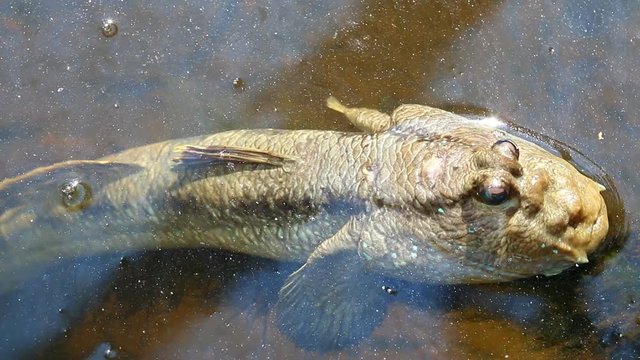 Mudskipper  laying in pond , Chiangmai Thailand