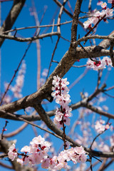 Pink blossom sakura flowers on a spring day in Japan., Beautiful flowering Japanese cherry - Sakura.