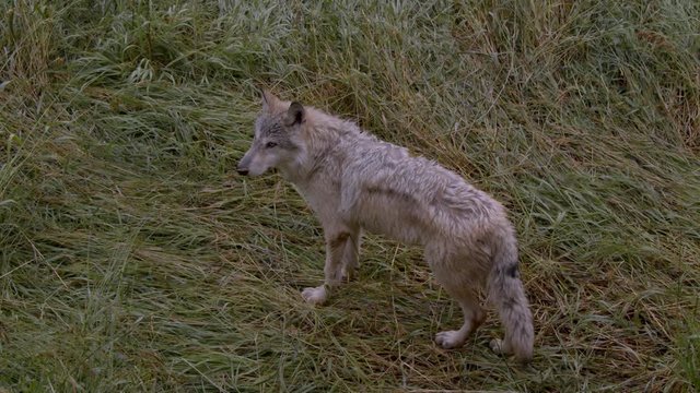 A grey wolf named Koa.