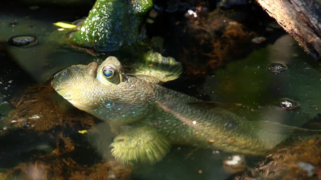 Mudskipper  laying in pond , Chiangmai Thailand