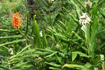White ginger lily (Garland lily) is distributed in Southeast Asia and blooms white flowers from summer to autumn.