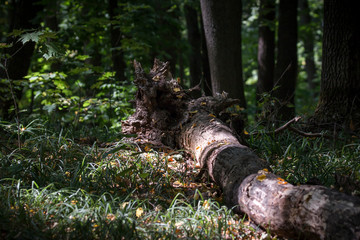 Obraz premium Природа