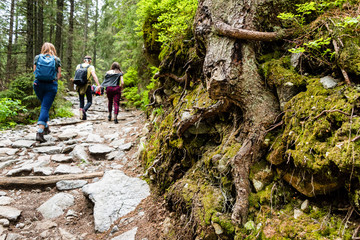 Path in deep pine forest. People hiking in Tatra mountains. Poland