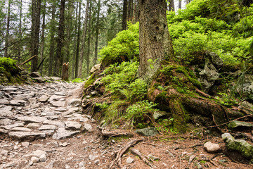 Path in deep pine forest. Tatra mountains. Poland