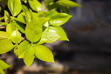 Green leaves in garden.