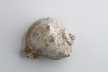 sea ​​shell on a white background