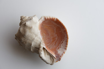 sea ​​shell on a white background