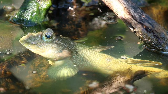 Mudskipper  laying in pond , Chiangmai Thailand