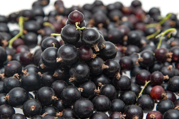 black currant berries on a white background