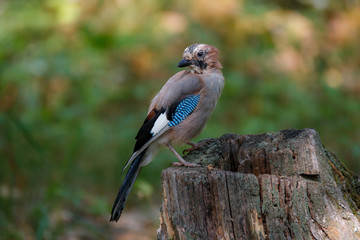 Природа