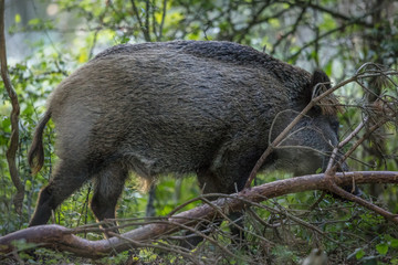 wildschwein