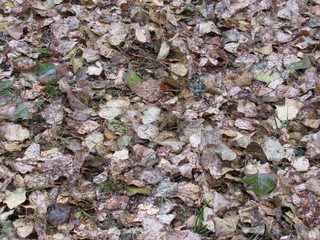 Dynamo Park