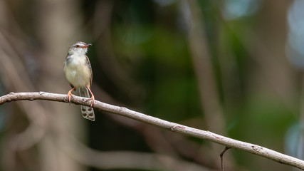 Rufescent Prinia perching on a perch looking into a distance