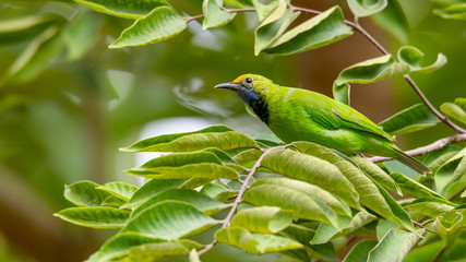 Golden-fronted Leafbird perching on a perch