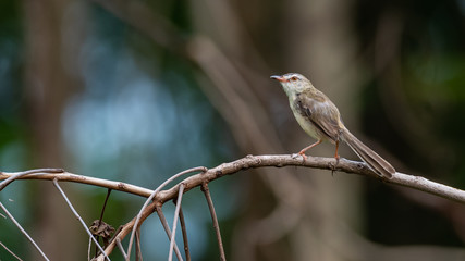 Rufescent Prinia perching on a perch looking into a distance