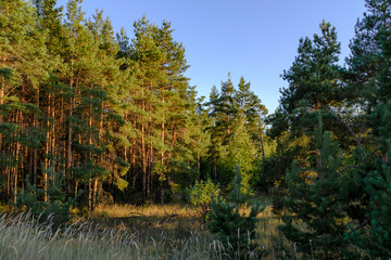 Obraz premium Природа