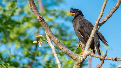 White-vented Myna perching on a perch looking into a distance with blue sky background