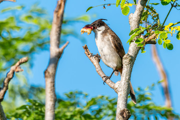 Red-whiskered bulbul perching on a perch with banyan fruit in its beak, blue sky background