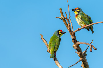 Two Coppersmith barbets perching on a perch looking into a distance with blue sky in background