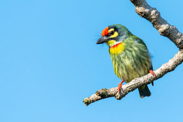 Coppersmith barbet perching on a perch looking into a distance with blue sky in background