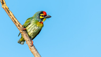 Coppersmith barbet perching on a perch looking into a distance with blue sky in background