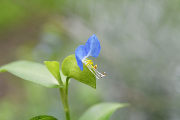 ツユクサの青い花