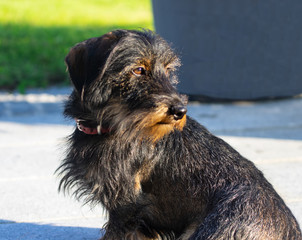 wire-haired dachshund, beautiful, outdoor, brown, black, innocent look, silly clot, wiener dog,...