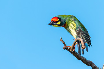 Coppersmith barbet perching on a perch stretching its wing with blue sky in background